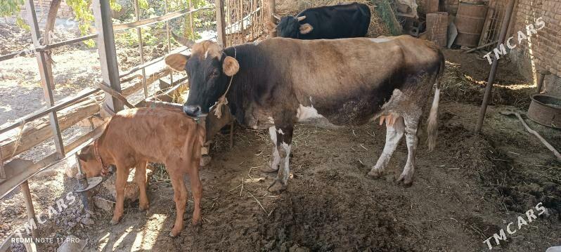 göleli sygyr - Теджен - img 7