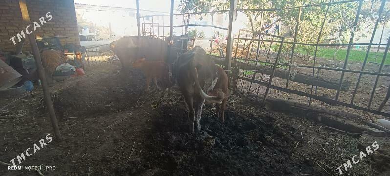 göleli sygyr - Теджен - img 6