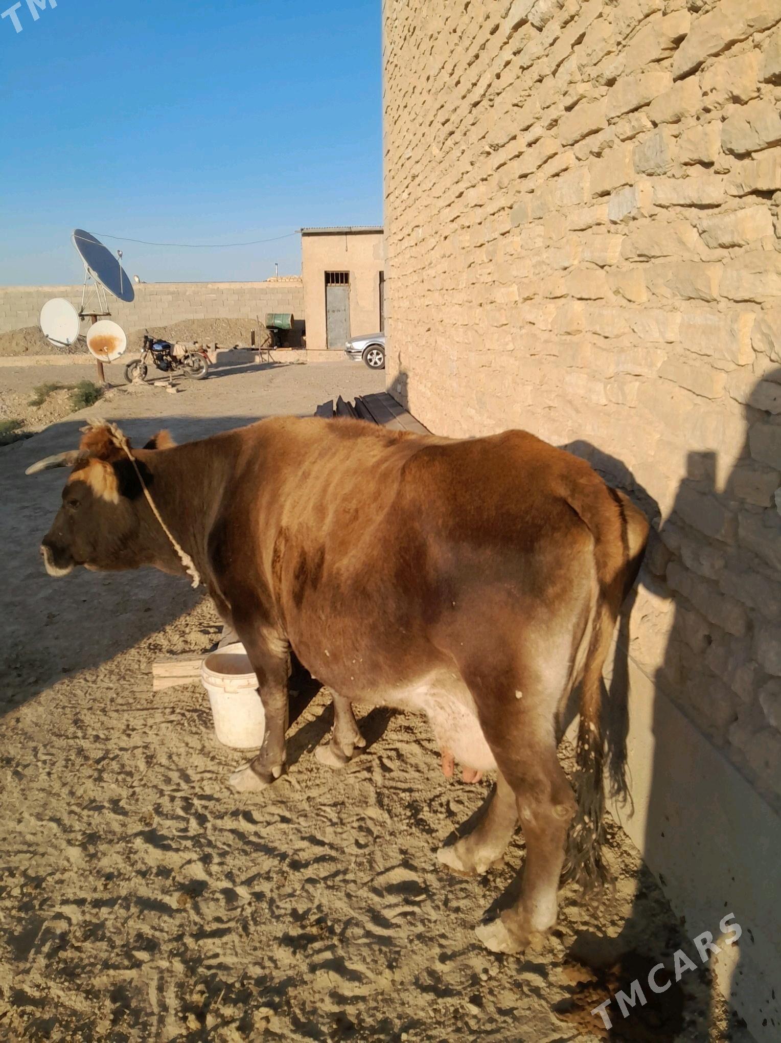 Göleli sygyr - Гызыларбат - img 2