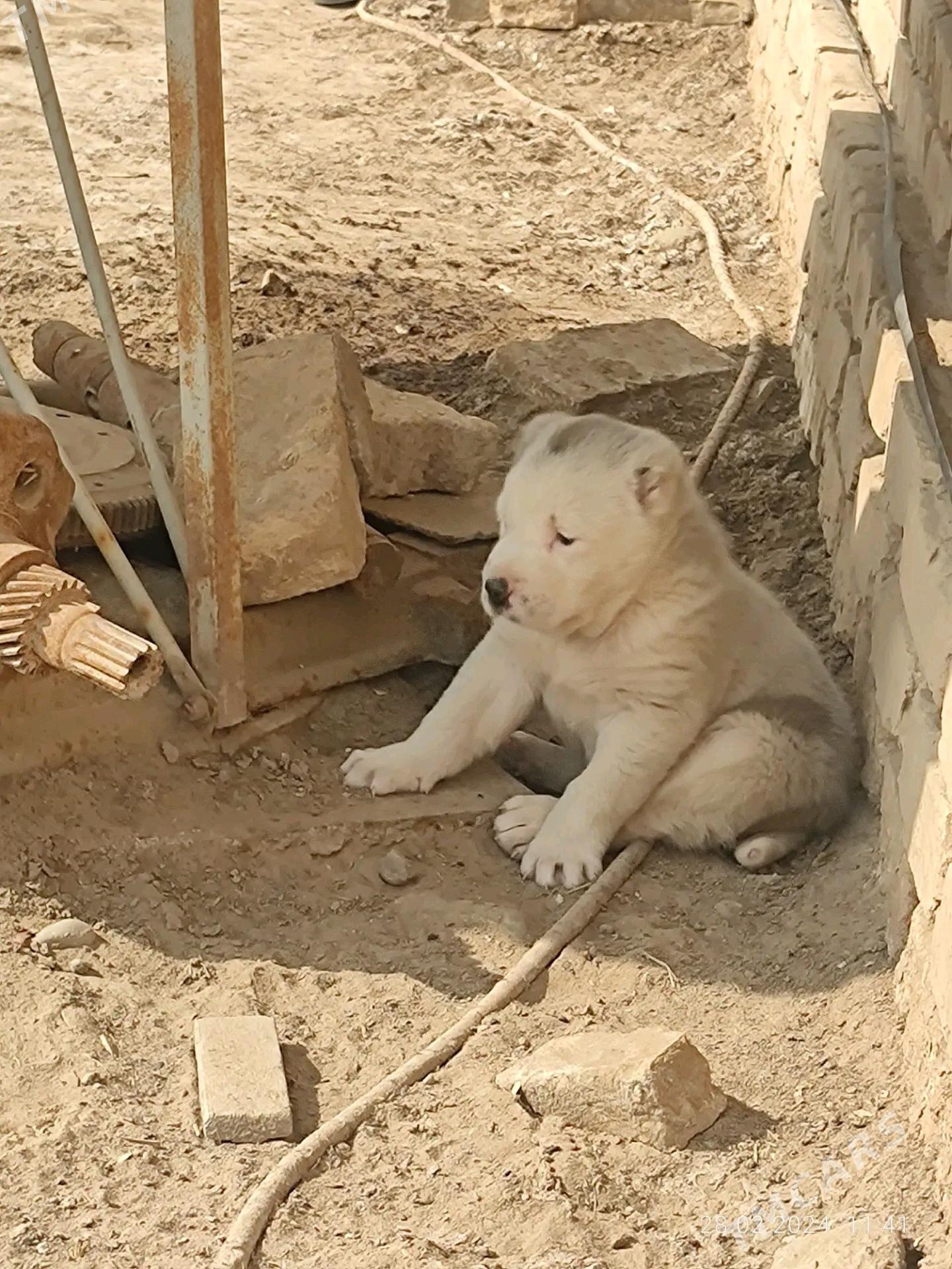 TŰRKMEN ALABAỲY AKJA - Теджен - img 4