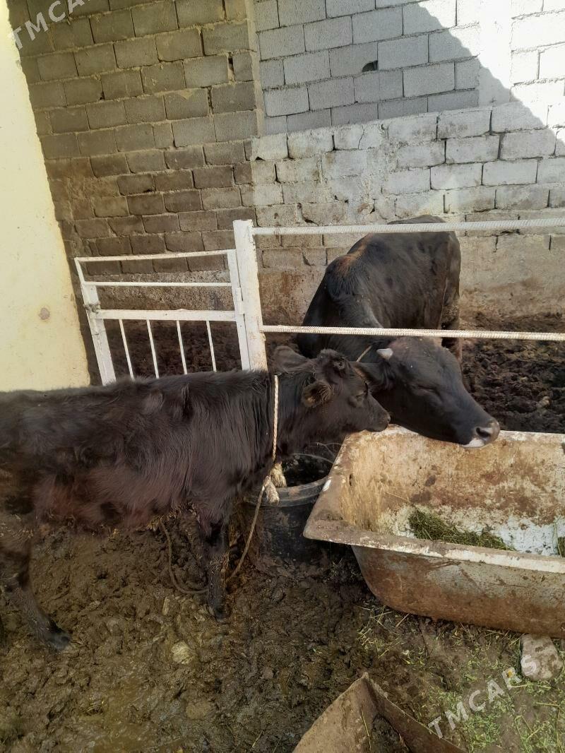 gole - Aşgabat - img 2