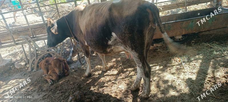 göleli sygyr - Теджен - img 8