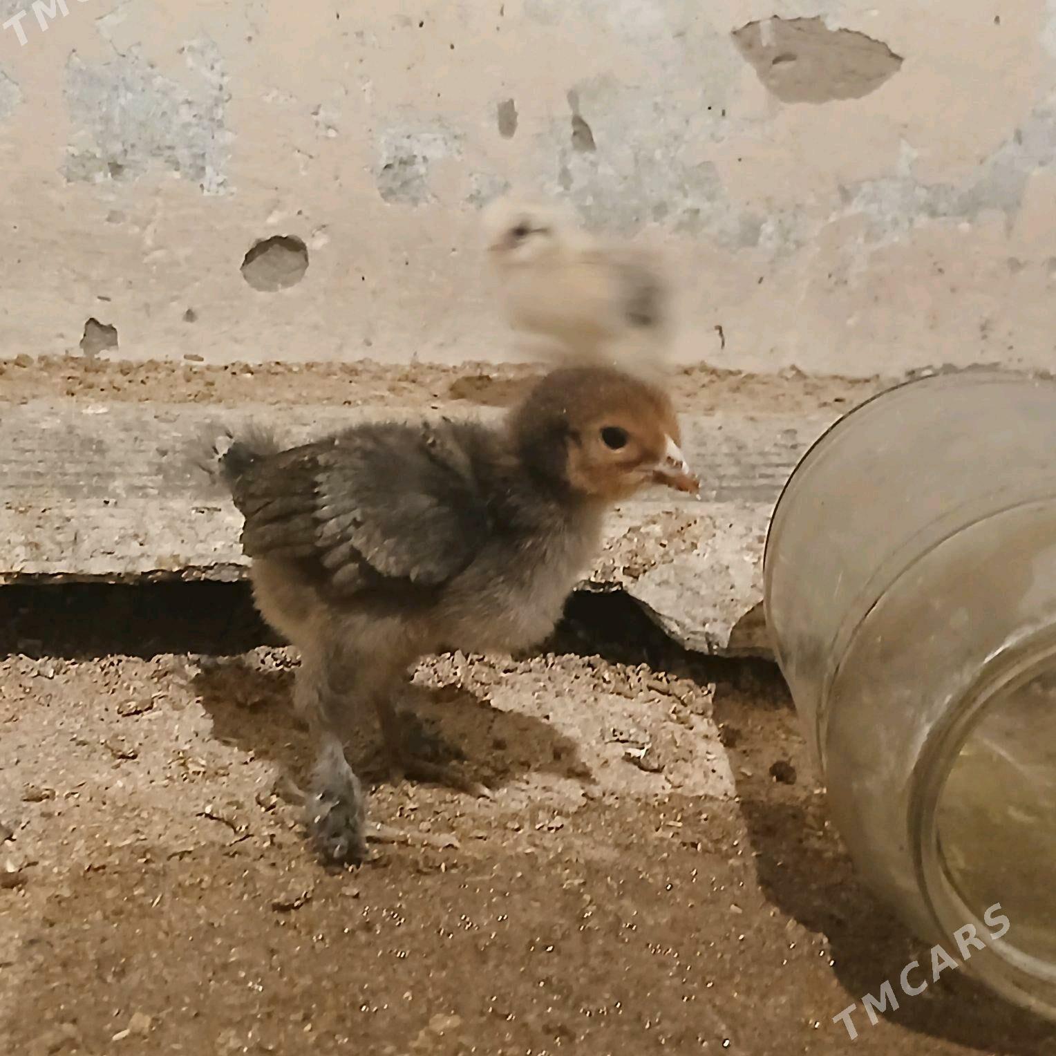 juyje - Мары - img 2