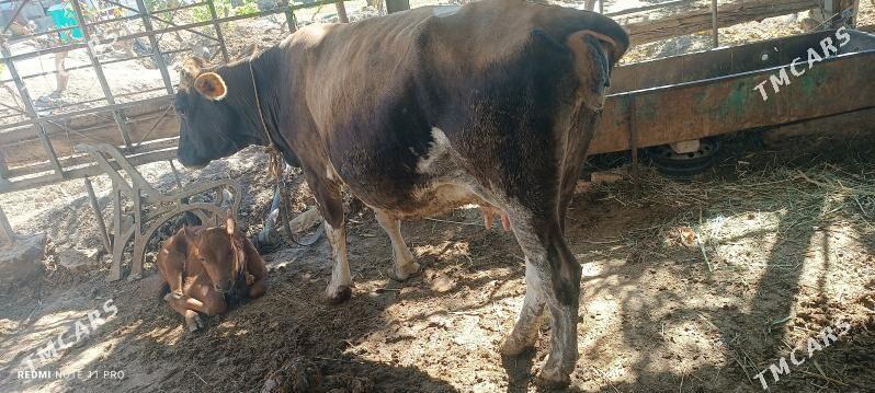 göleli sygyr - Теджен - img 10