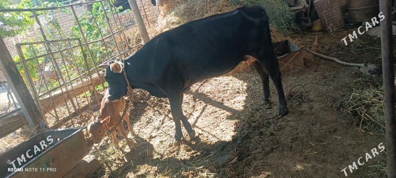 göleli sygyr - Теджен - img 4