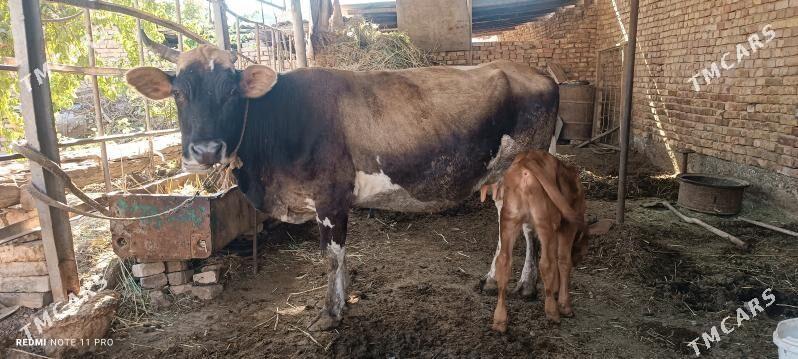 göleli sygyr - Теджен - img 3