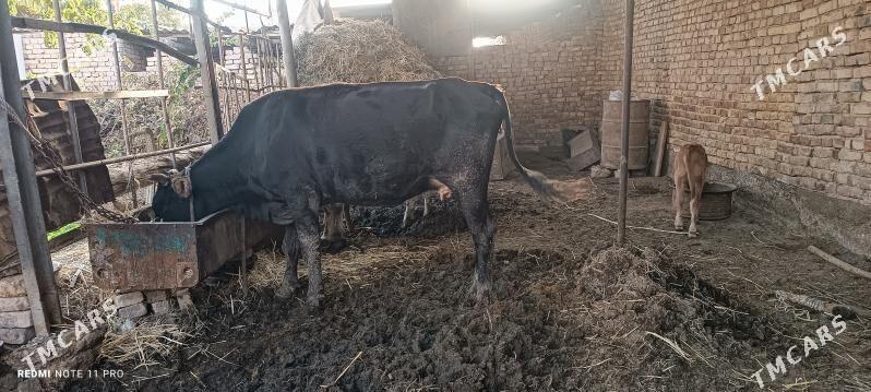 göleli sygyr - Теджен - img 5