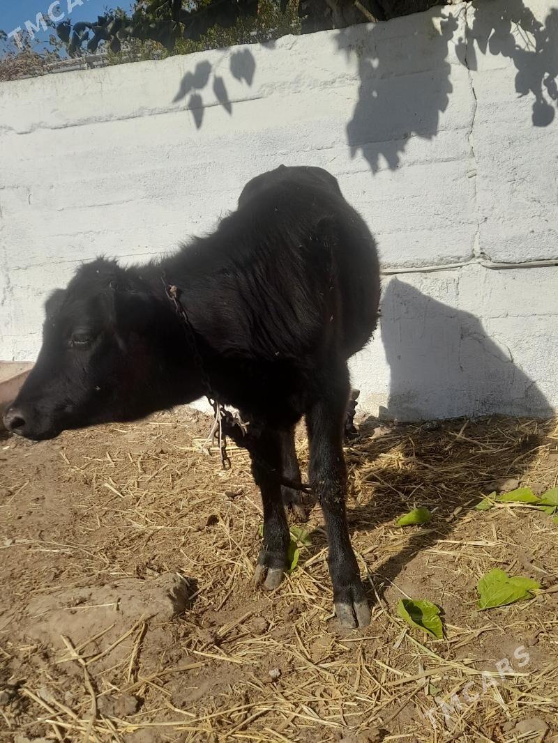 gole - Aşgabat - img 1