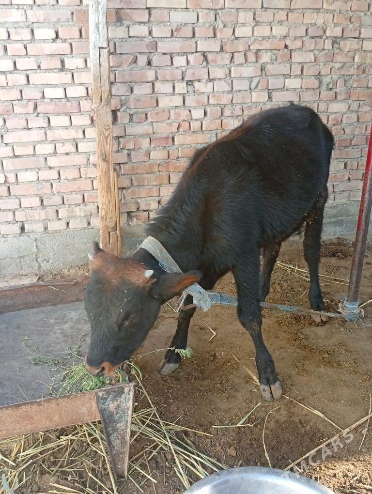 okuz - Бахарден - img 2