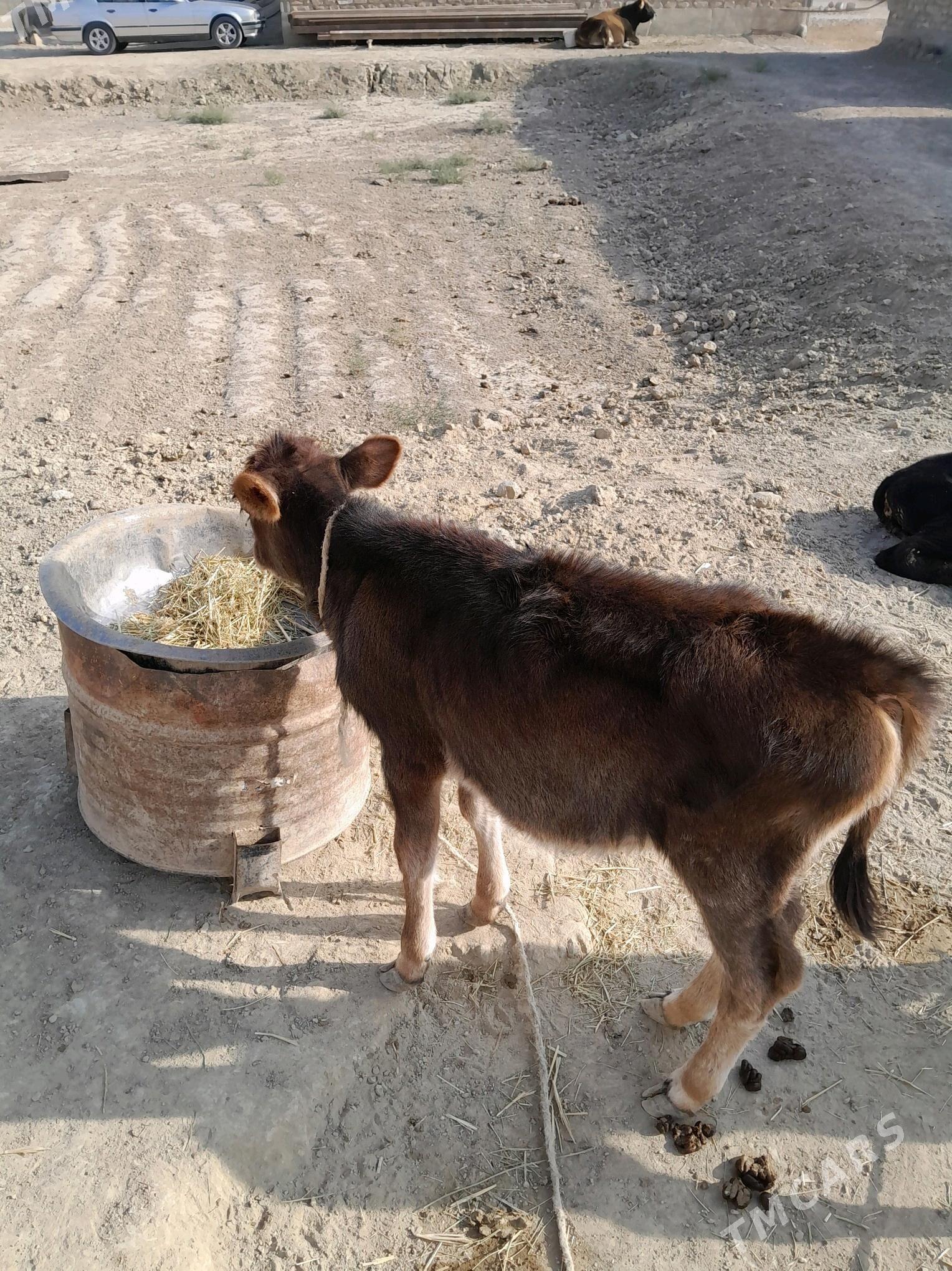 Göleli sygyr - Гызыларбат - img 5