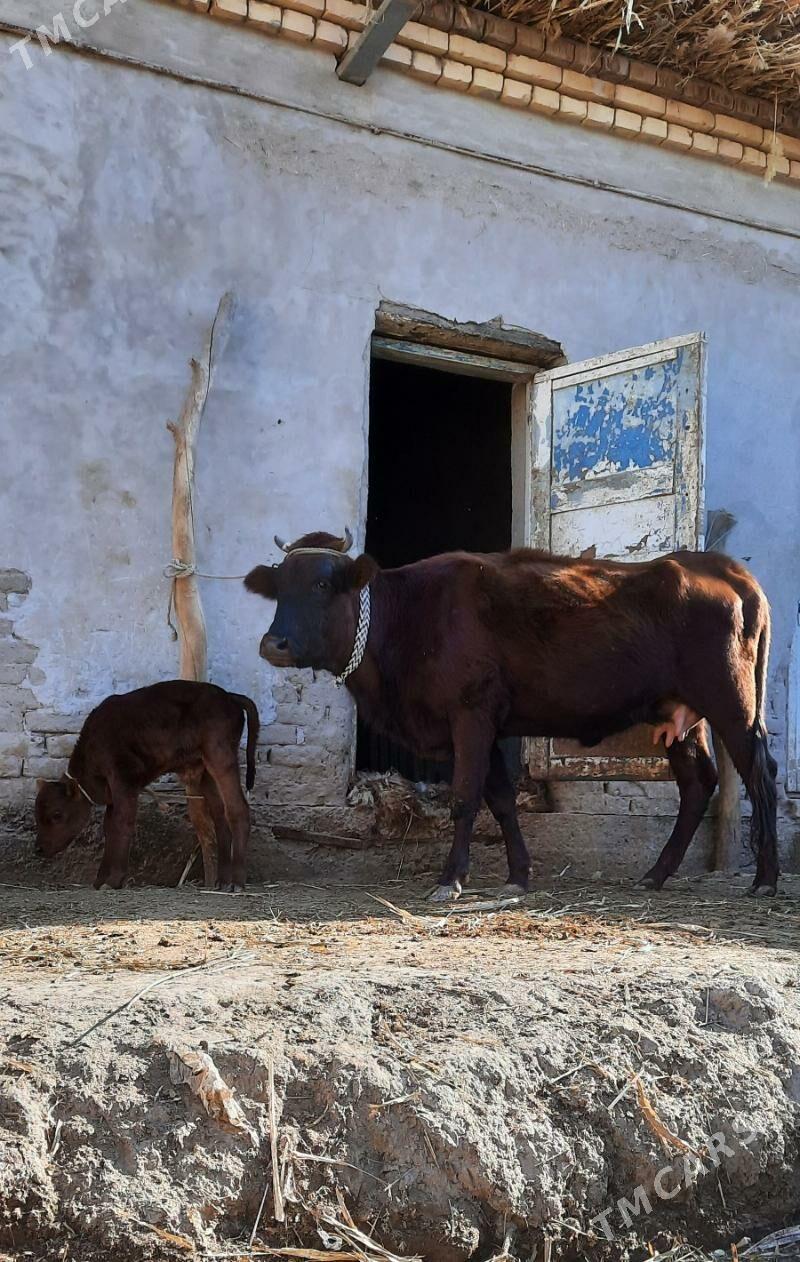 SÜÝIDI GOYYJA GOLELI SYGYR - Кёнеургенч - img 6