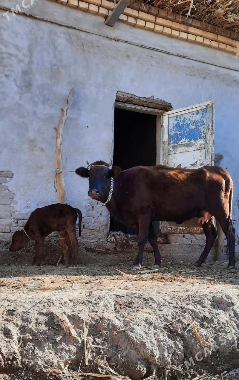 SÜÝIDI GOYYJA GOLELI SYGYR - Кёнеургенч - img 5