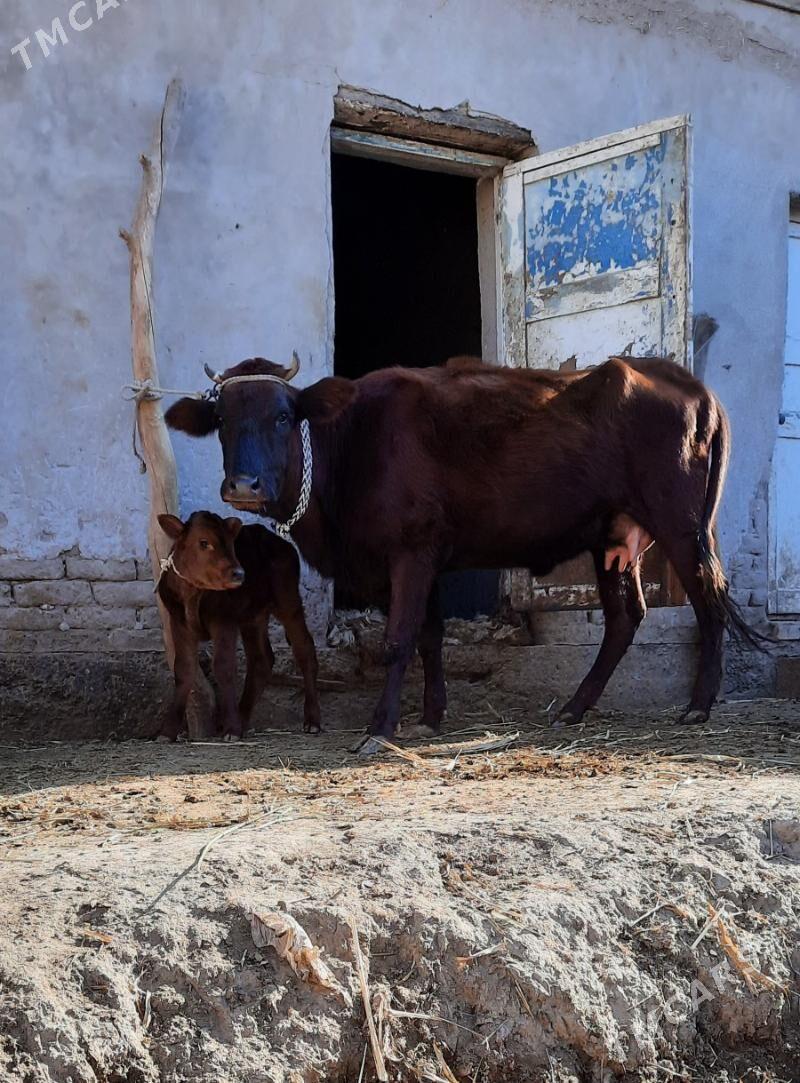 SÜÝIDI GOYYJA GOLELI SYGYR - Кёнеургенч - img 3