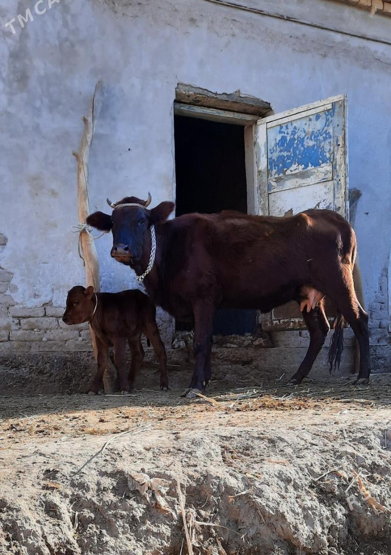 SÜÝIDI GOYYJA GOLELI SYGYR - Кёнеургенч - img 2