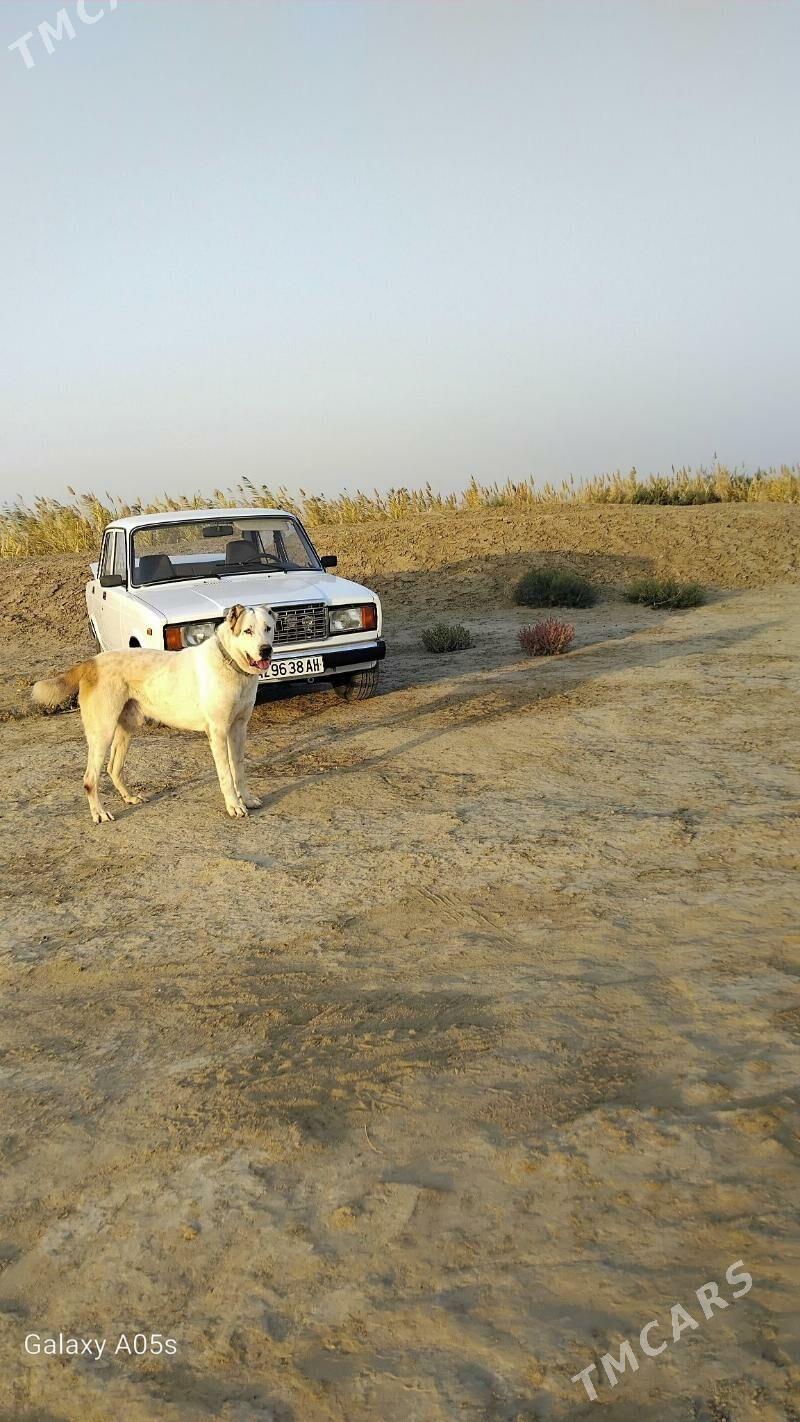 TŰRKMEN ALABAỲY AKJA - Теджен - img 9