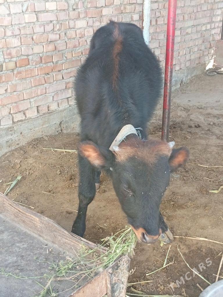 okuz - Бахарден - img 3