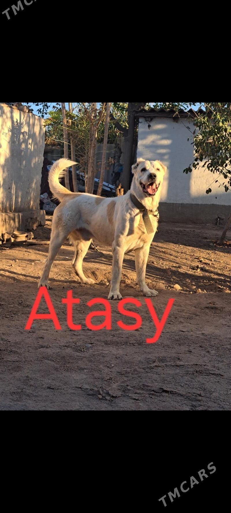 TŰRKMEN ALABAỲY AKJA - Теджен - img 10