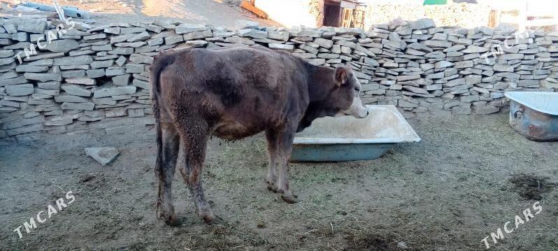 sygyr we tuwe - Бахарден - img 2