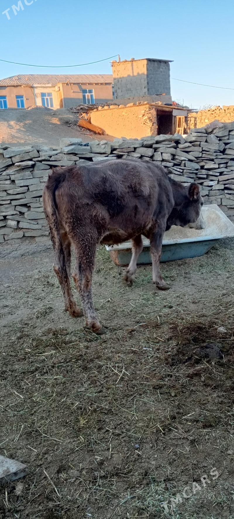 sygyr we tuwe - Бахарден - img 1