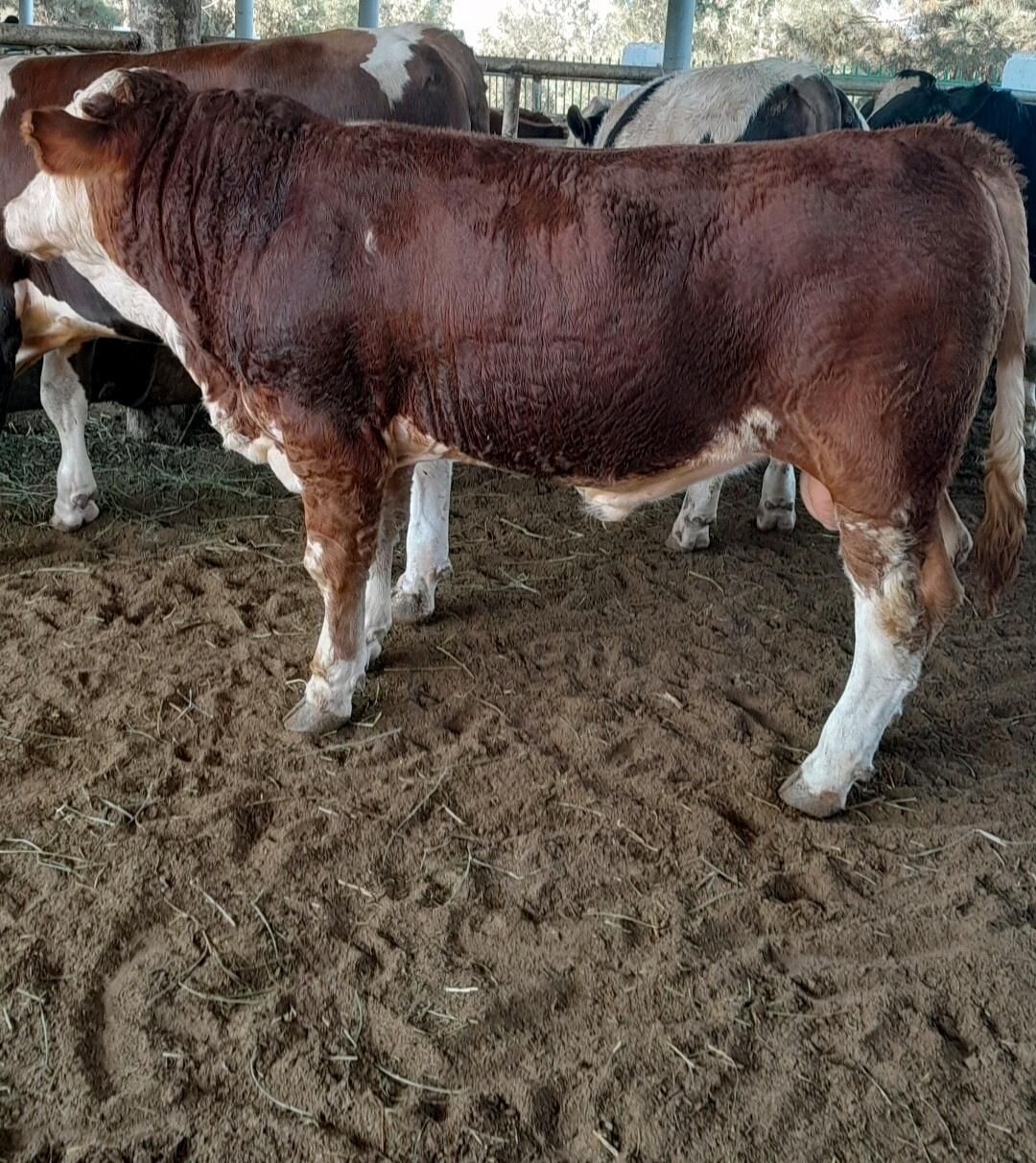 Simental öküz - Änew - img 6