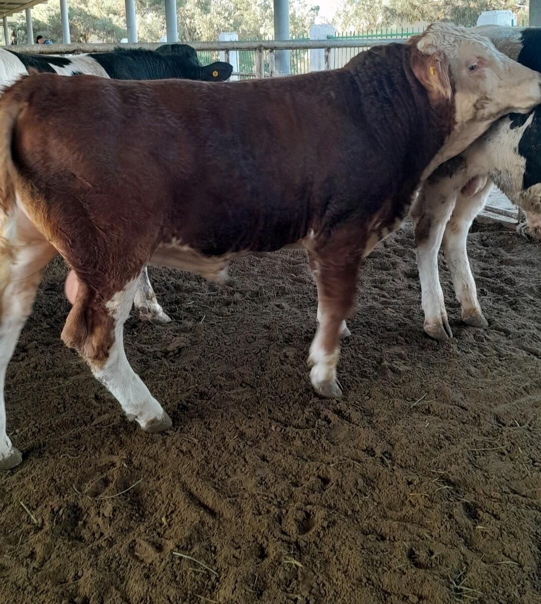 Simental öküz - Änew - img 7