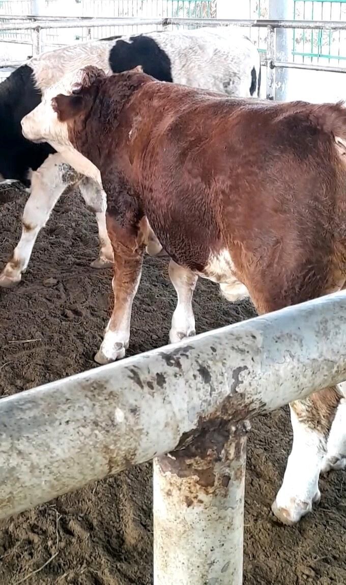 Simental öküz - Änew - img 8