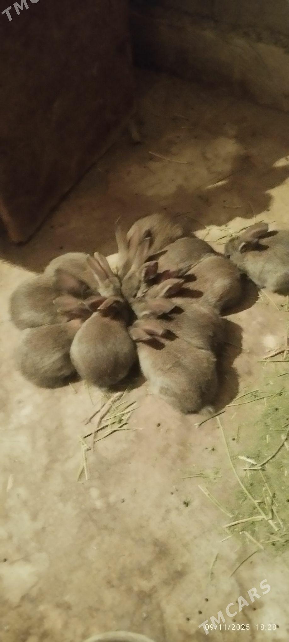 Towşan - Ашхабад - img 3