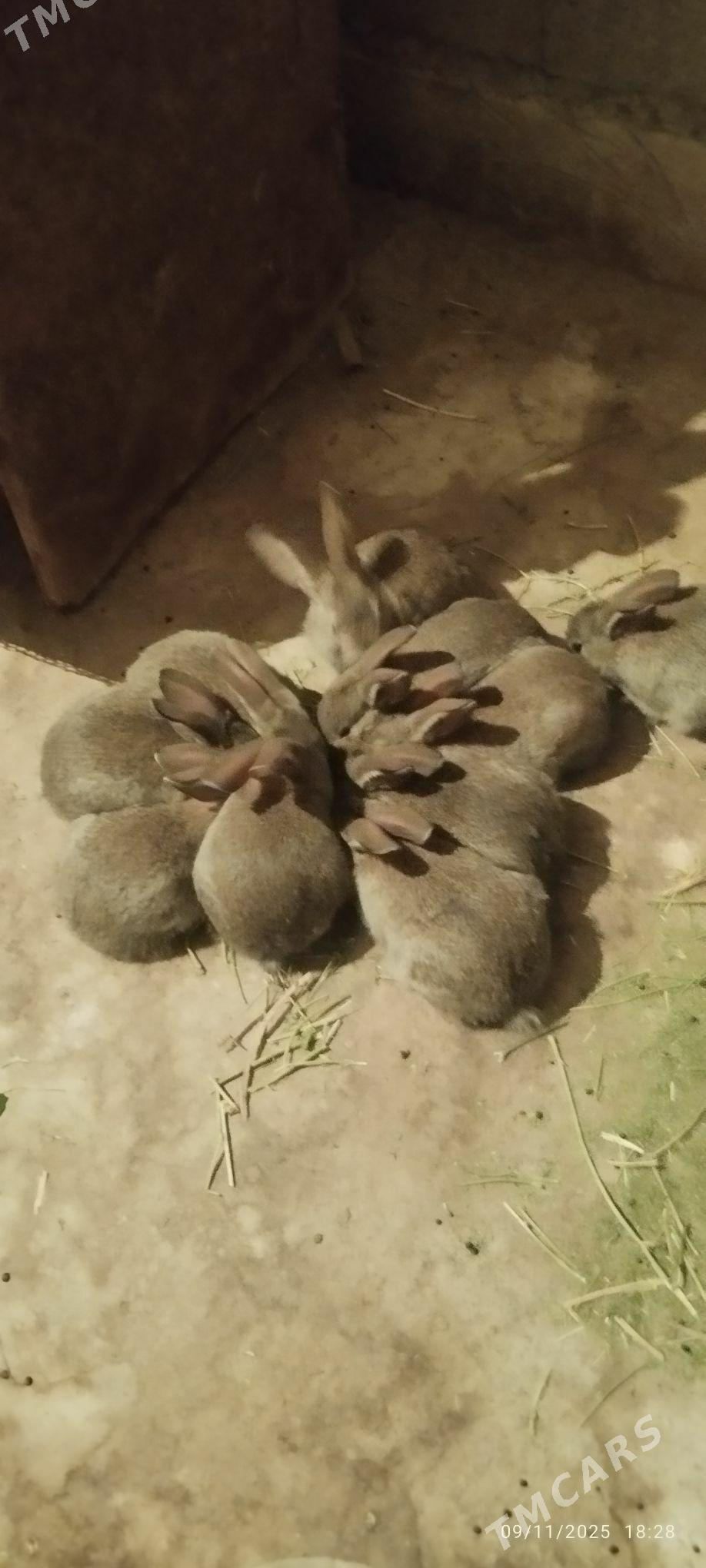 Towşan - Ашхабад - img 2