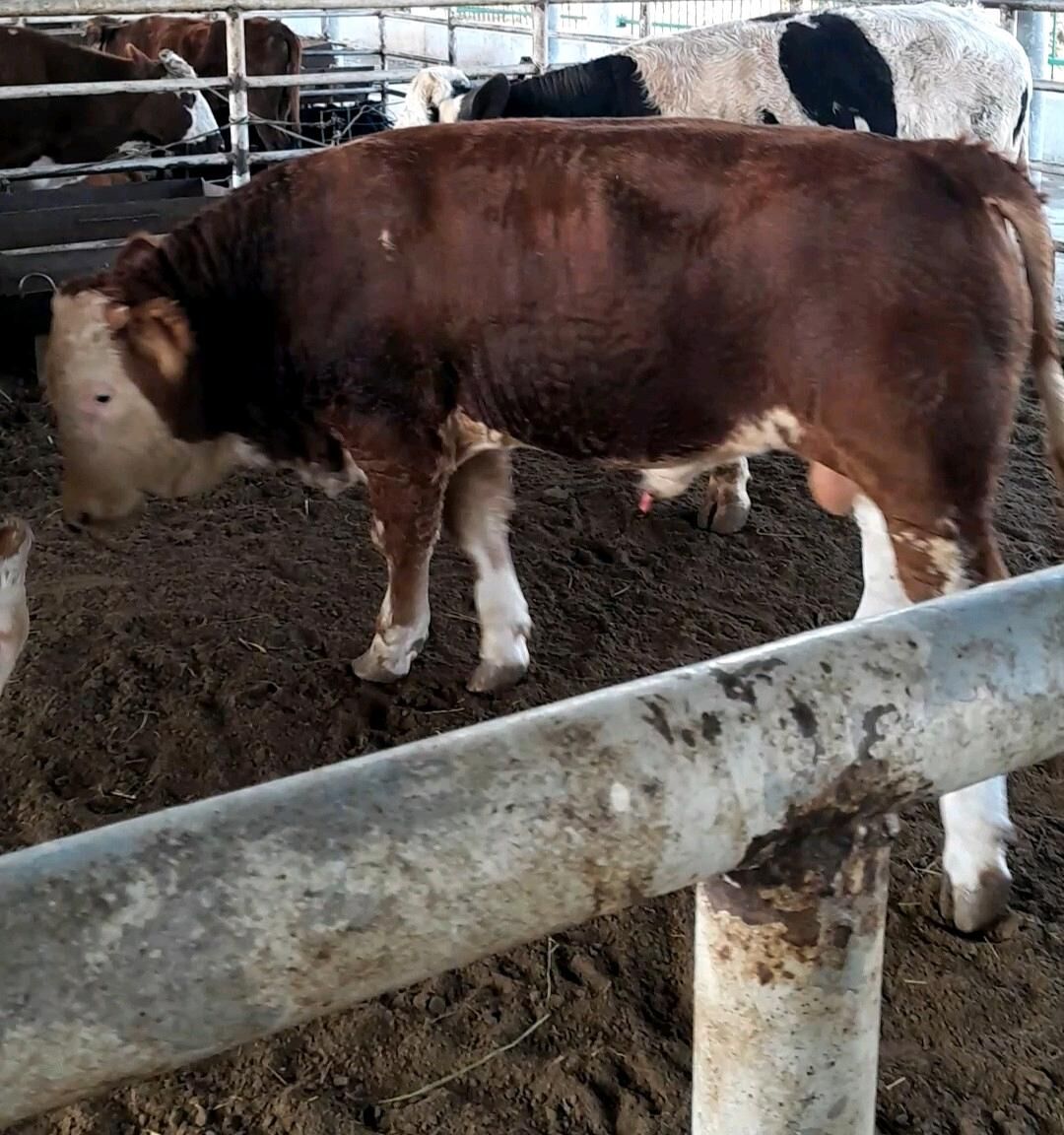 Simental öküz - Änew - img 9