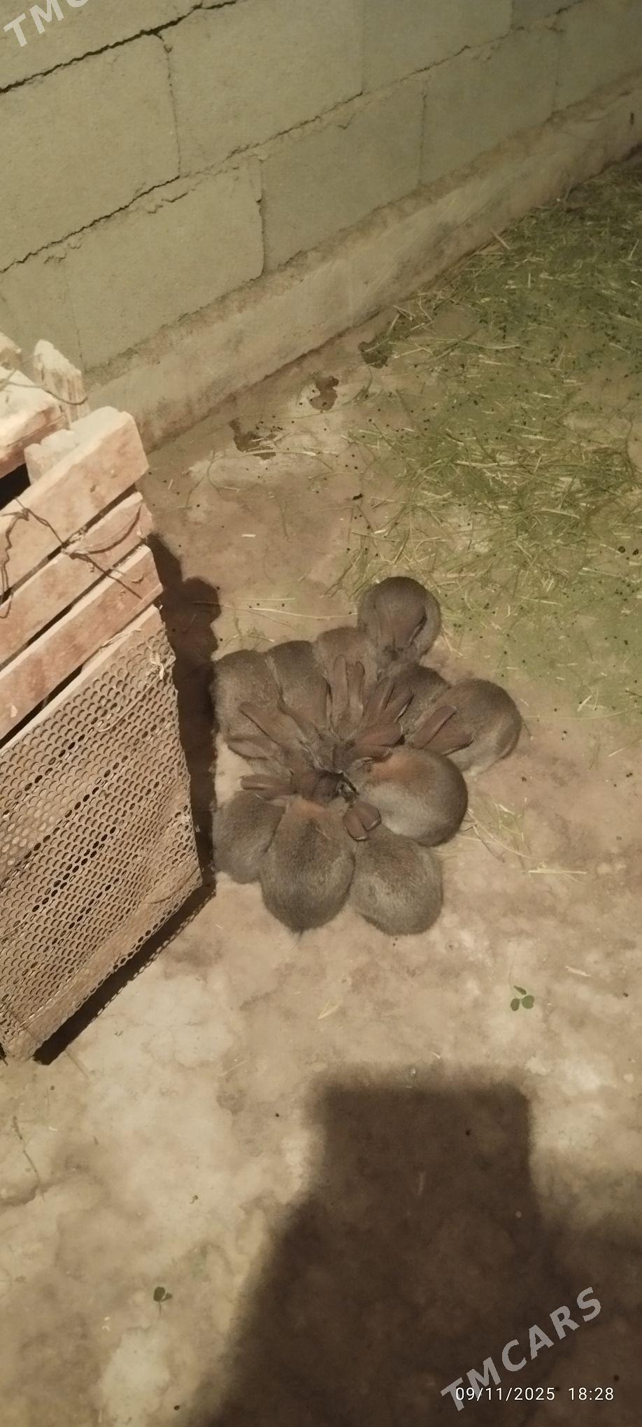 Towşan - Ашхабад - img 4