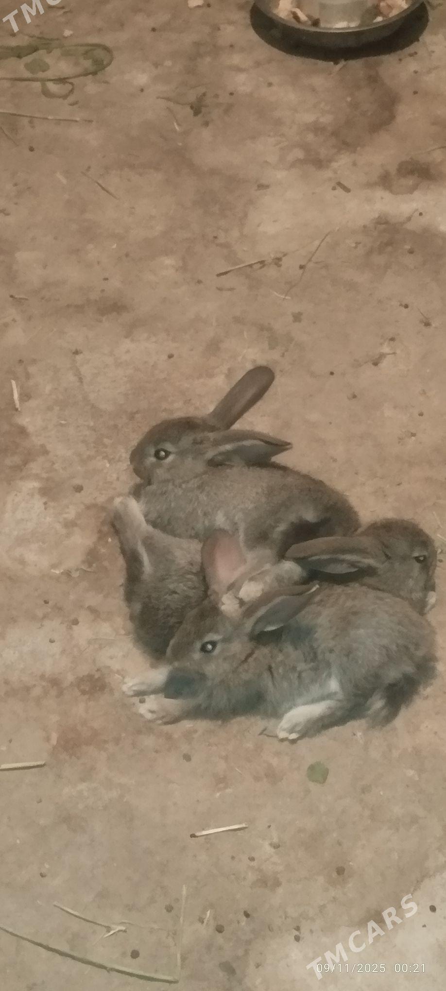 Towşan - Ашхабад - img 5