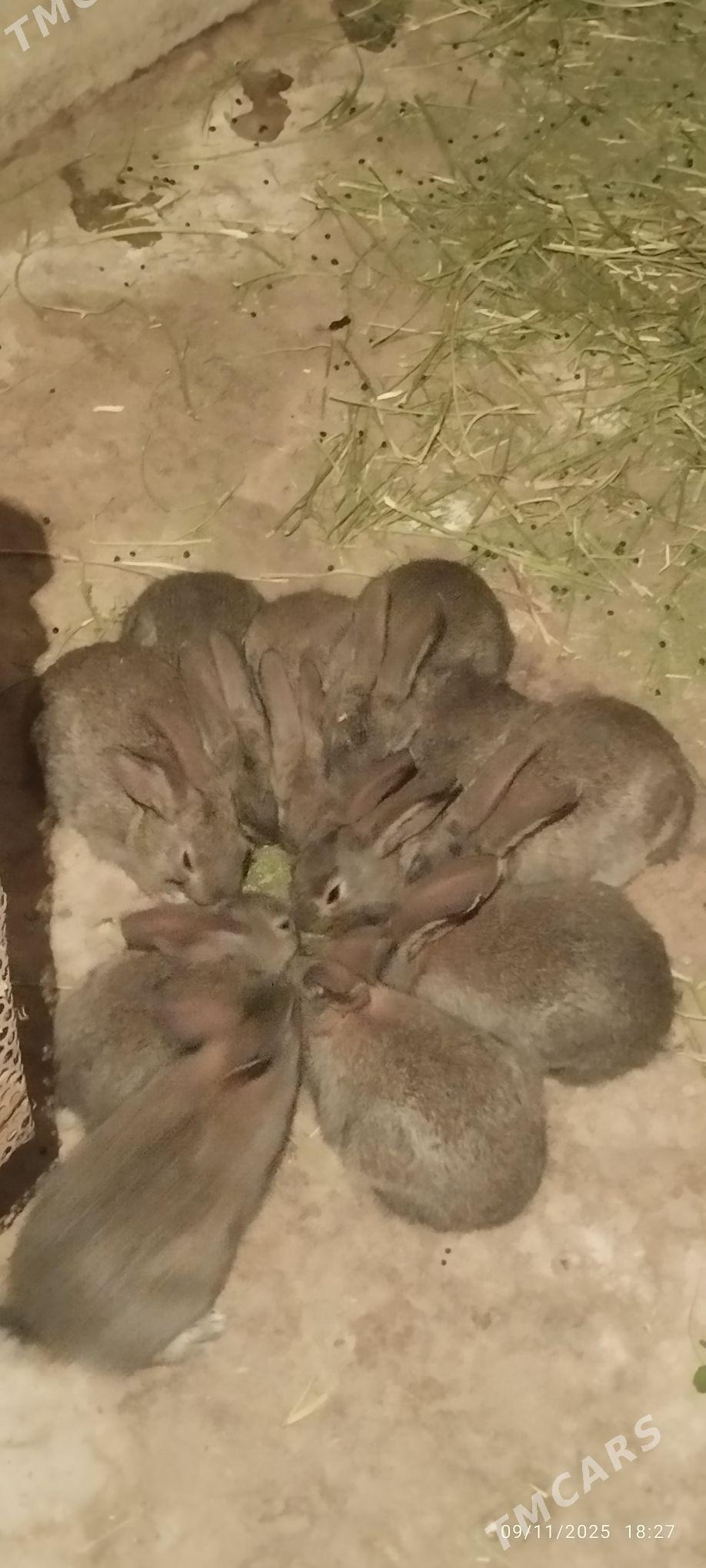 Towşan - Ашхабад - img 6