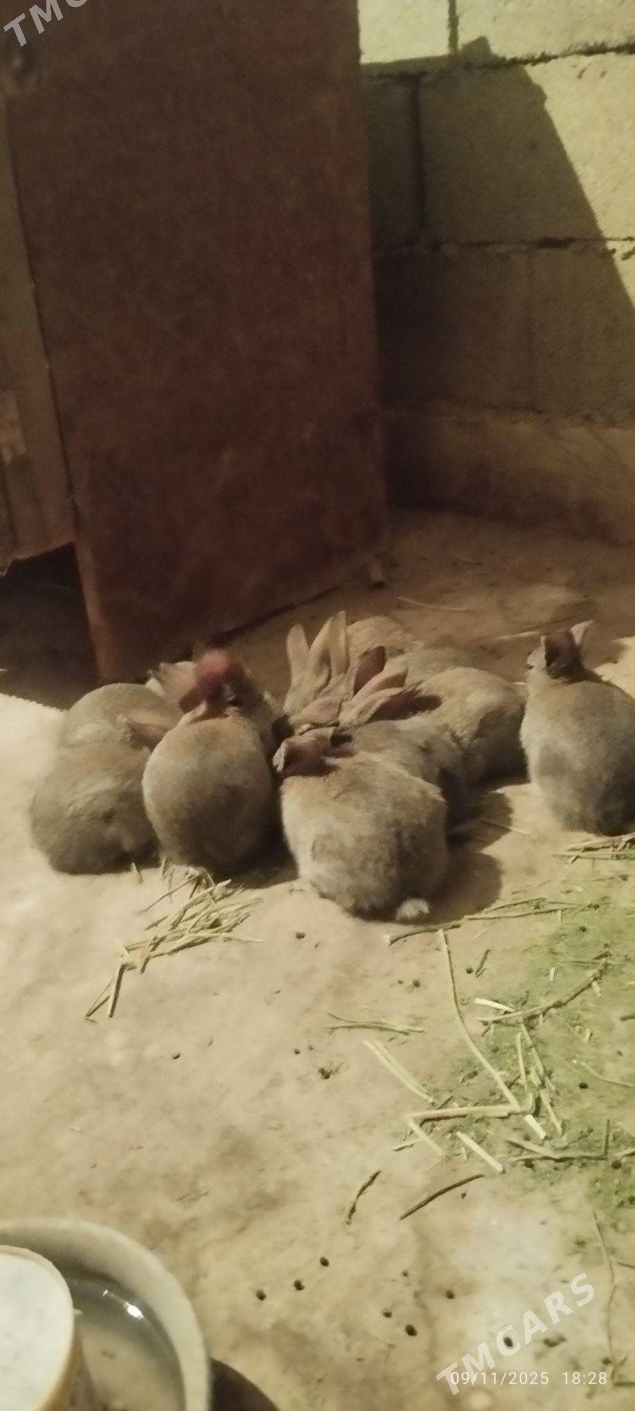 Towşan - Ашхабад - img 8