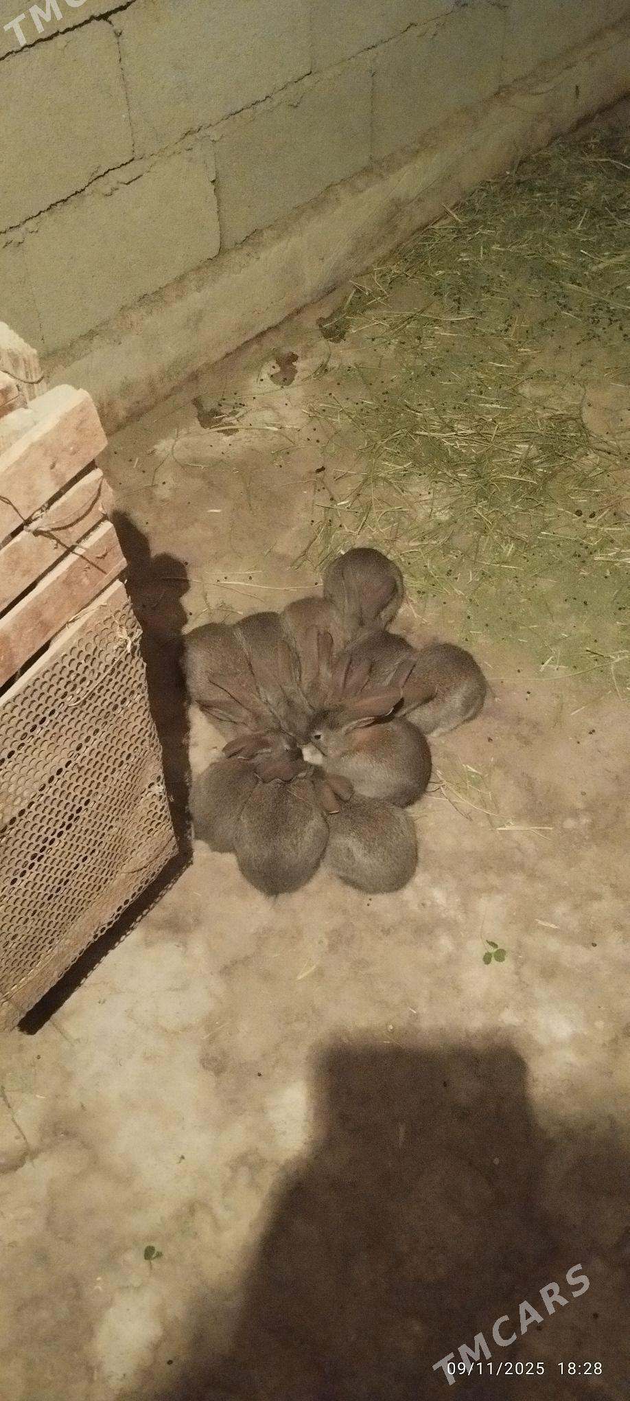 Towşan - Ашхабад - img 7