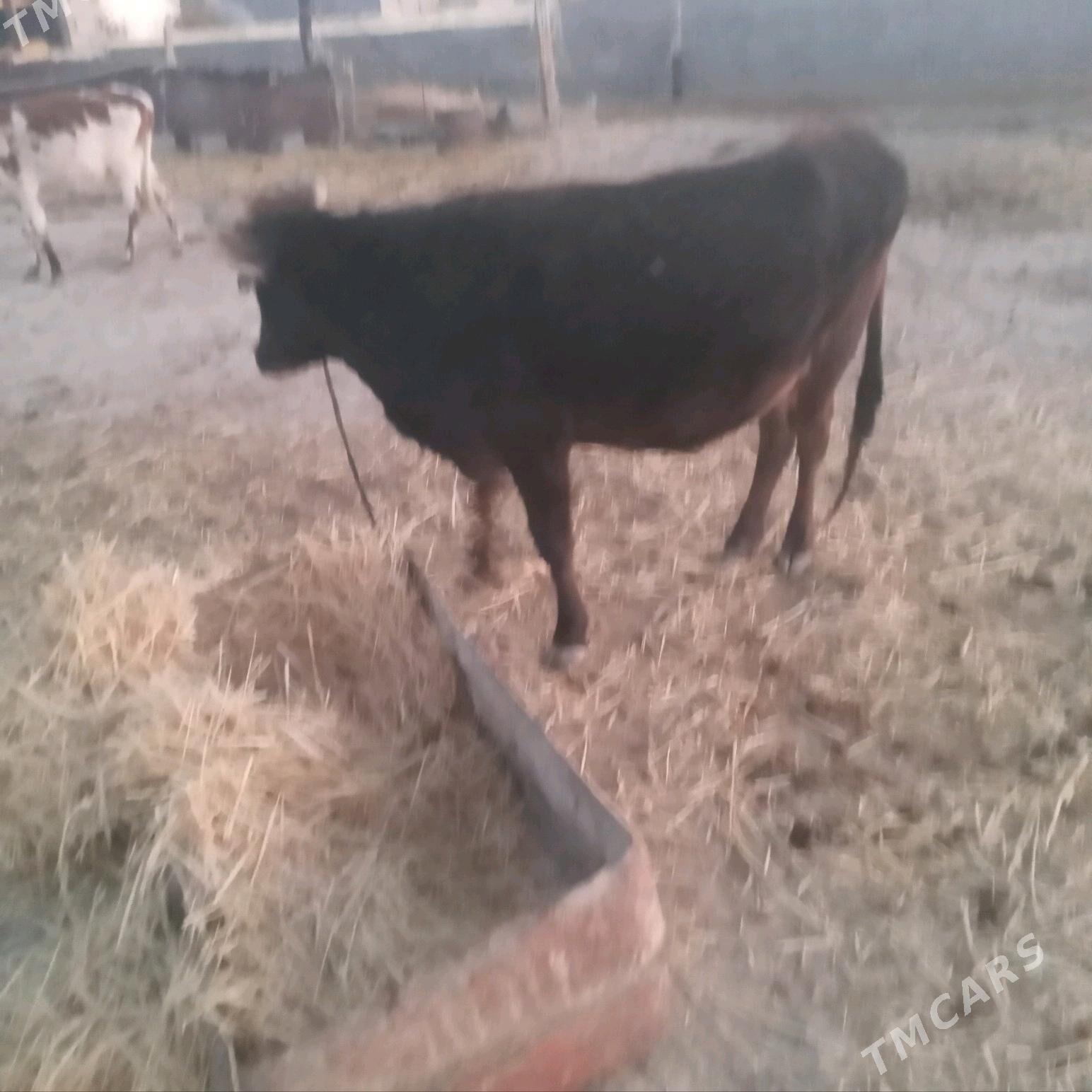 öküz - Гызыларбат - img 8