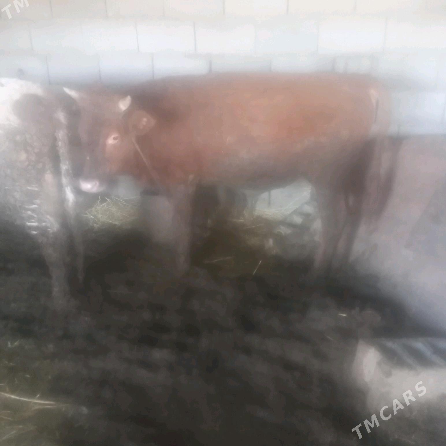 öküz - Гызыларбат - img 2