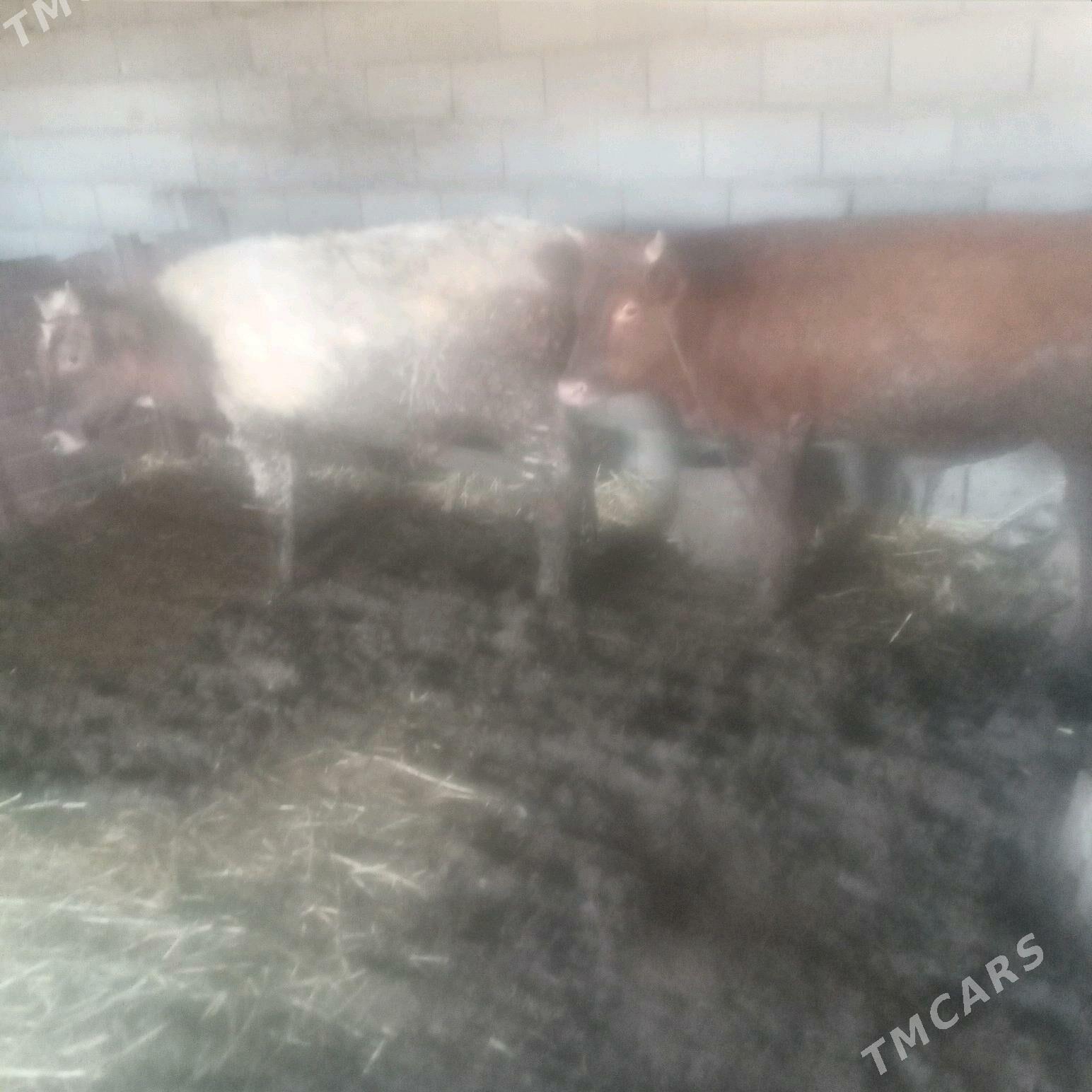 öküz - Гызыларбат - img 3