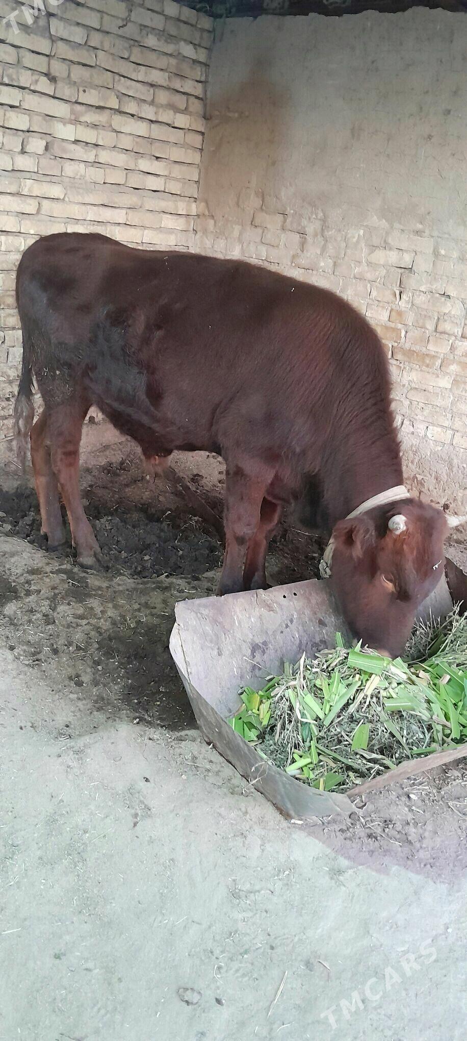 Okuź - Мары - img 1