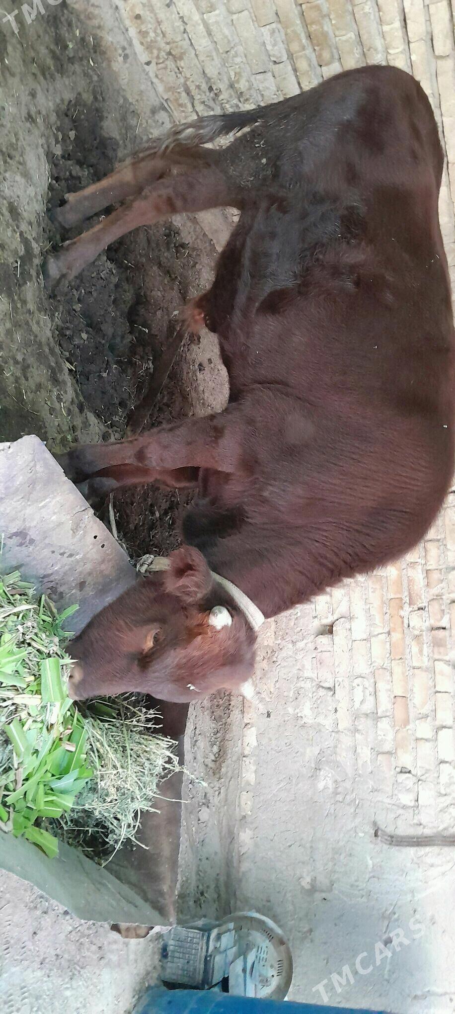 Okuź - Мары - img 3