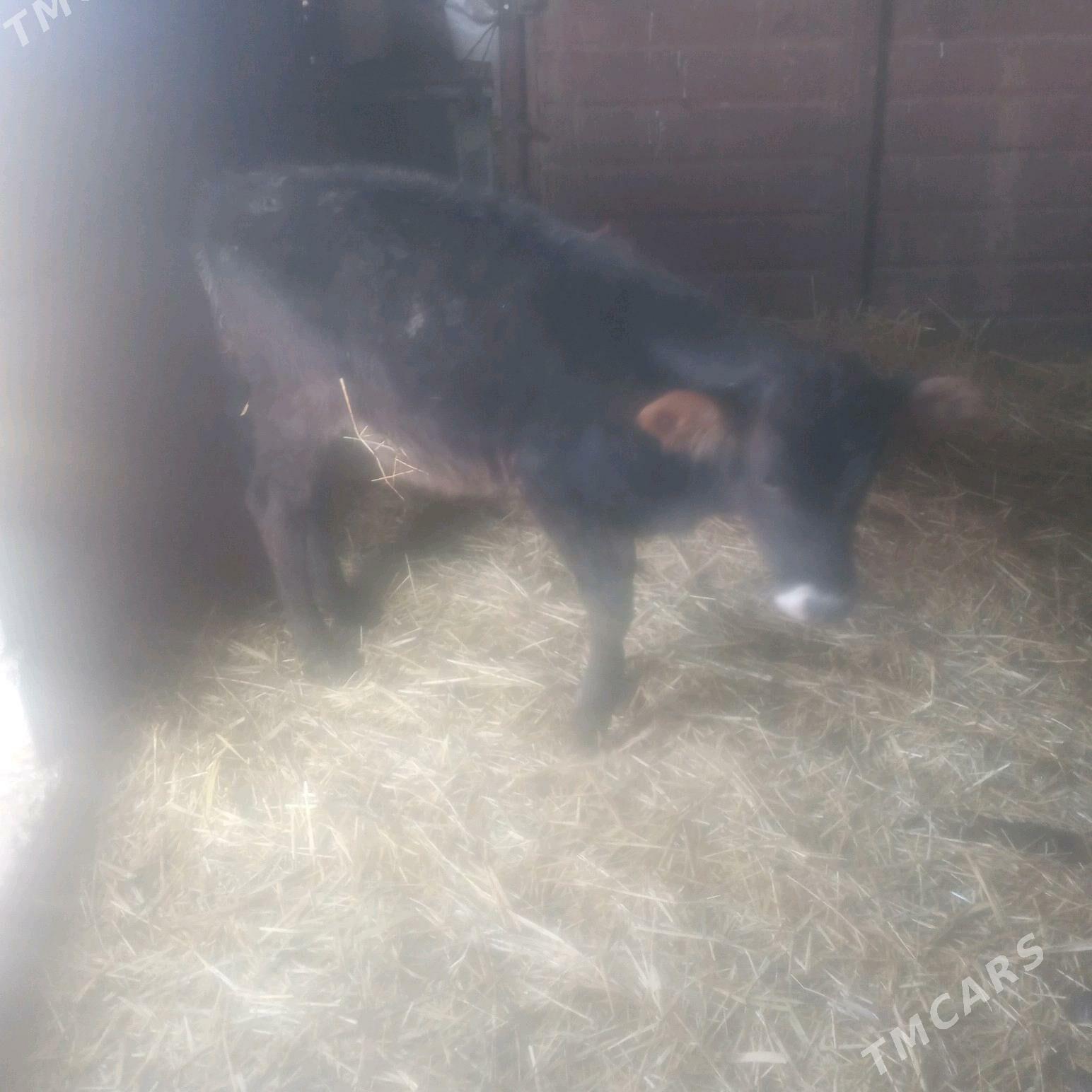 öküz - Гызыларбат - img 4