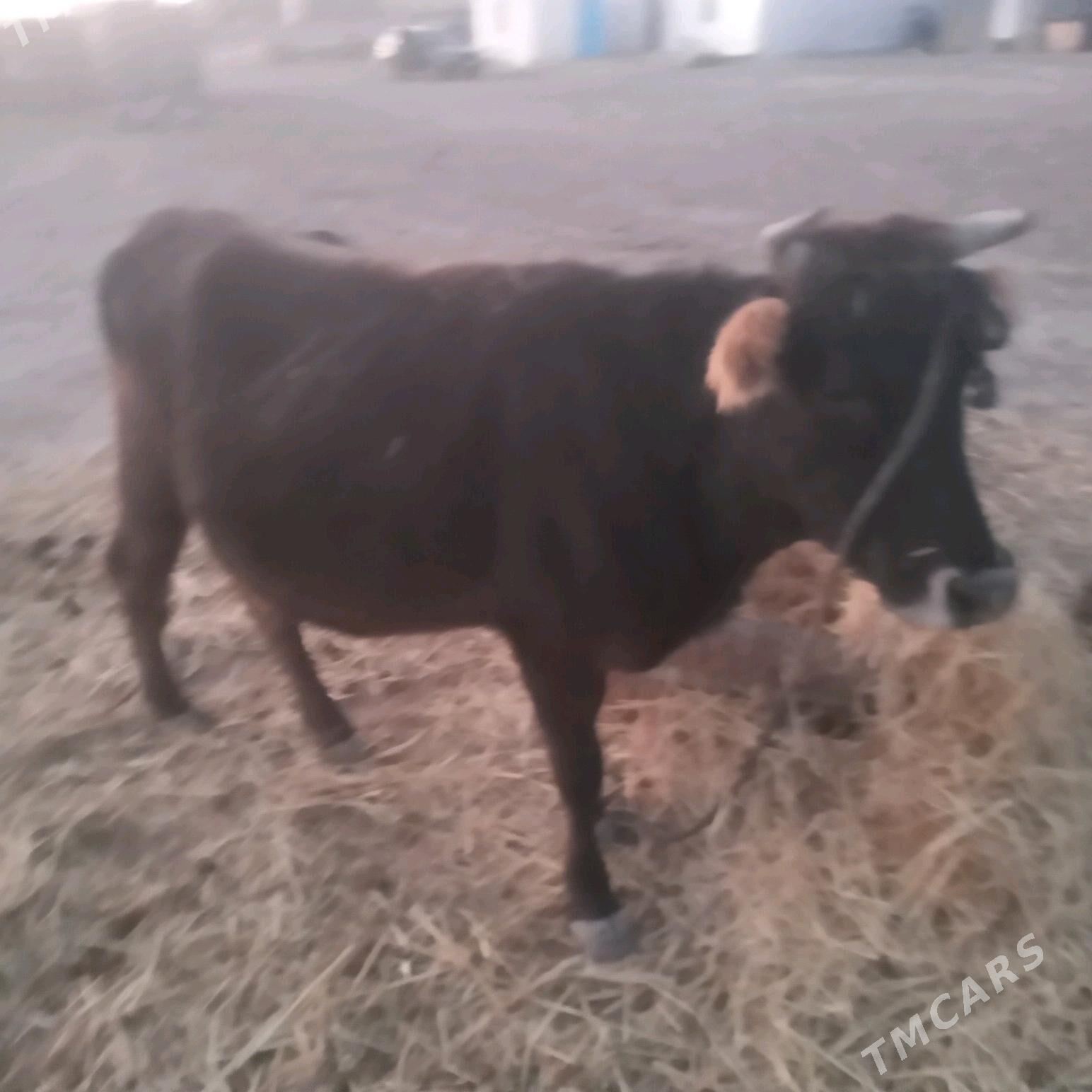 öküz - Гызыларбат - img 6