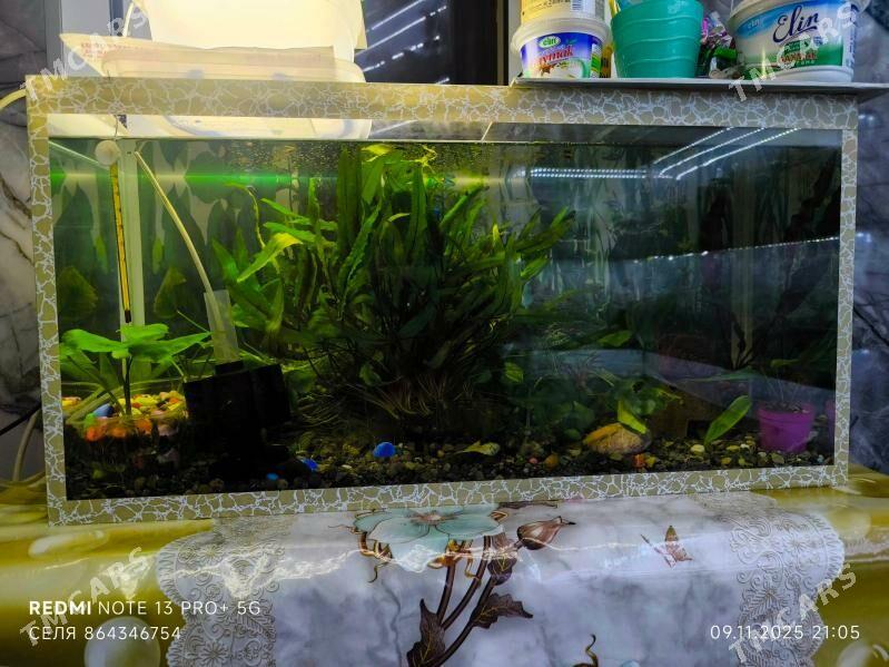 Аквариум - Мары - img 3