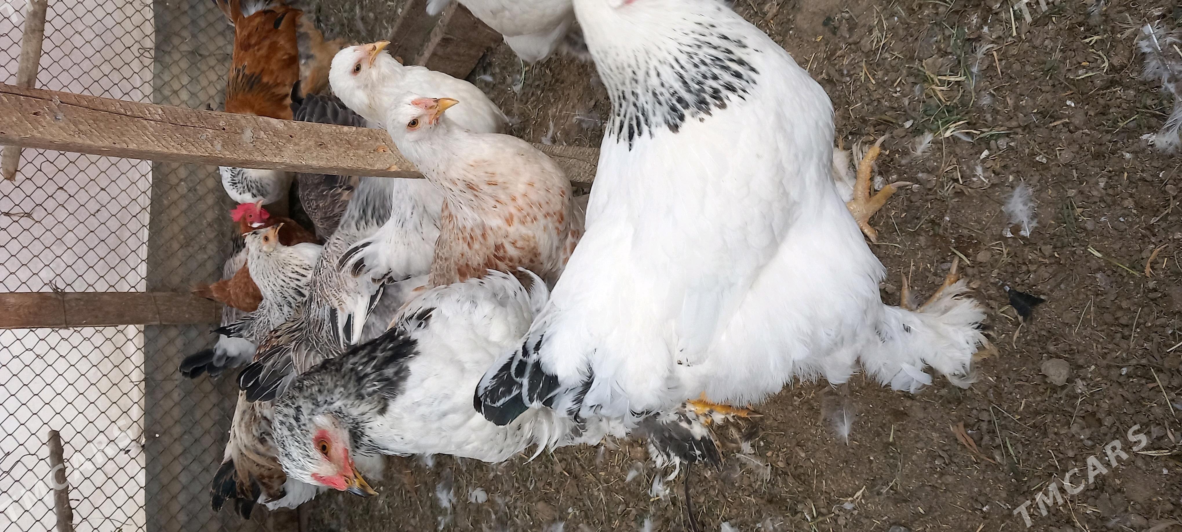 Brama - Гёкдепе - img 2