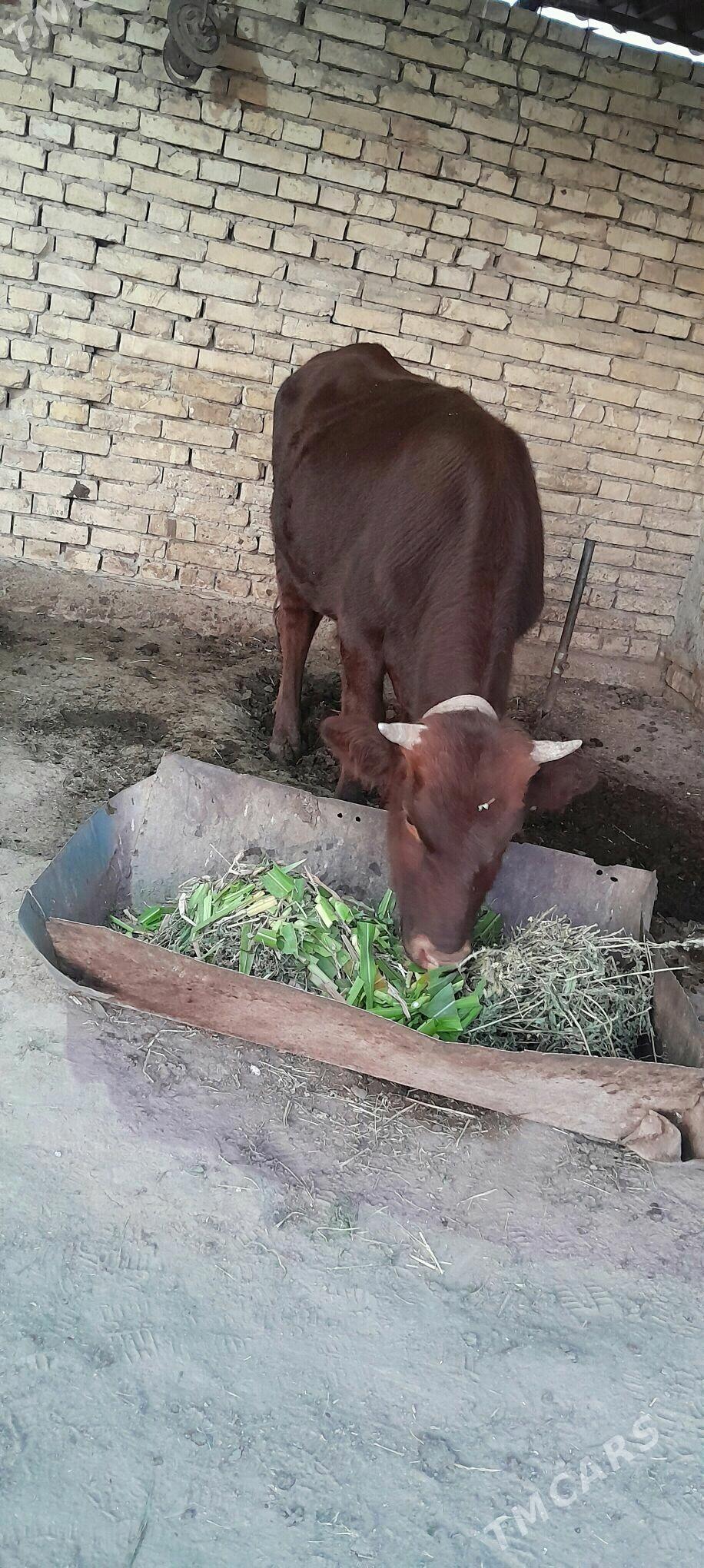 Okuź - Мары - img 4