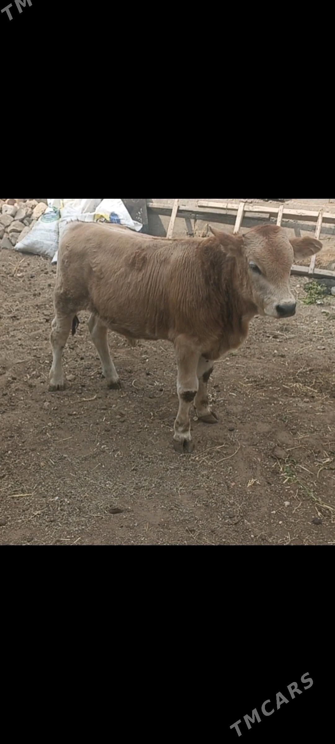 okuz - Балканабат - img 1