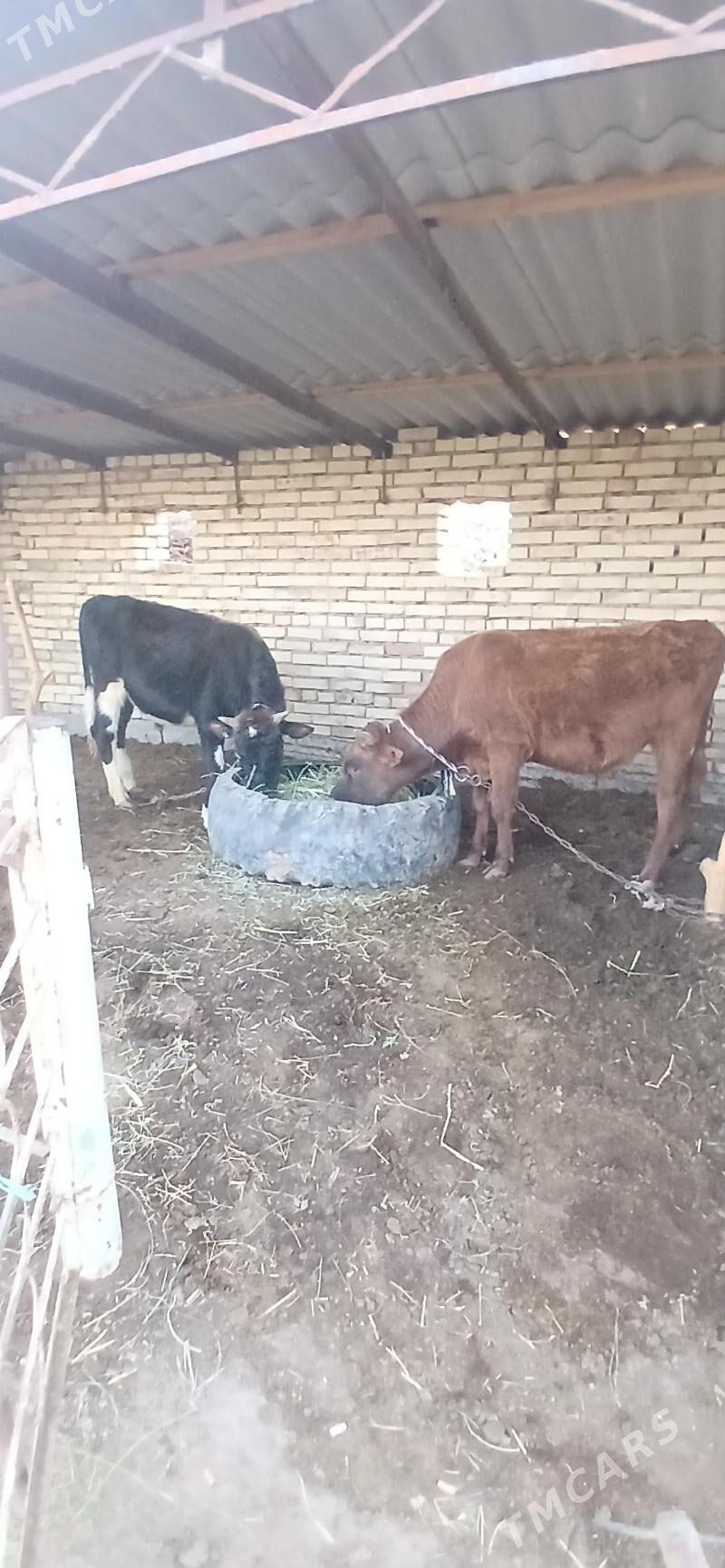 okiz - Wekilbazar - img 3