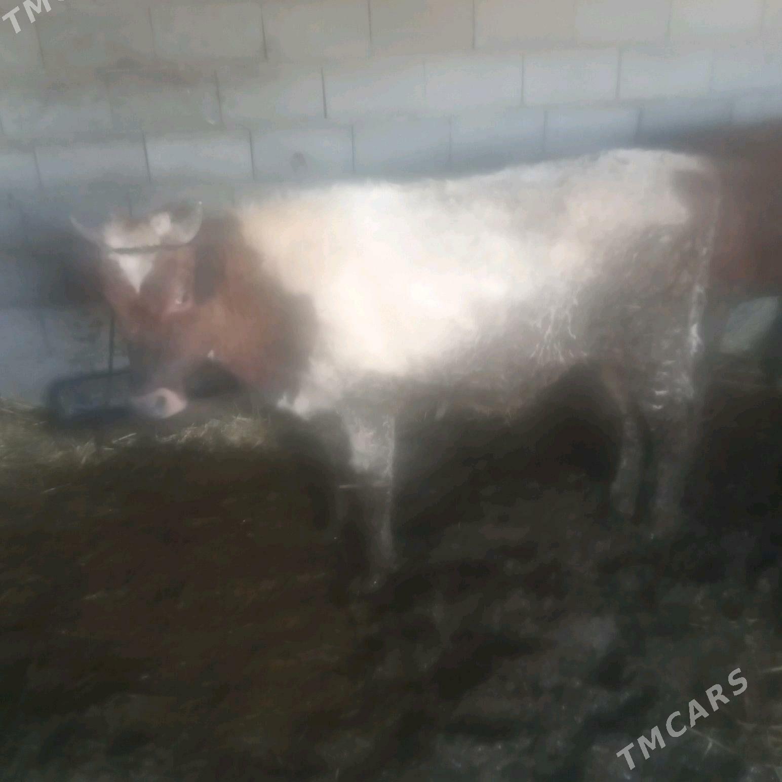 öküz - Гызыларбат - img 1