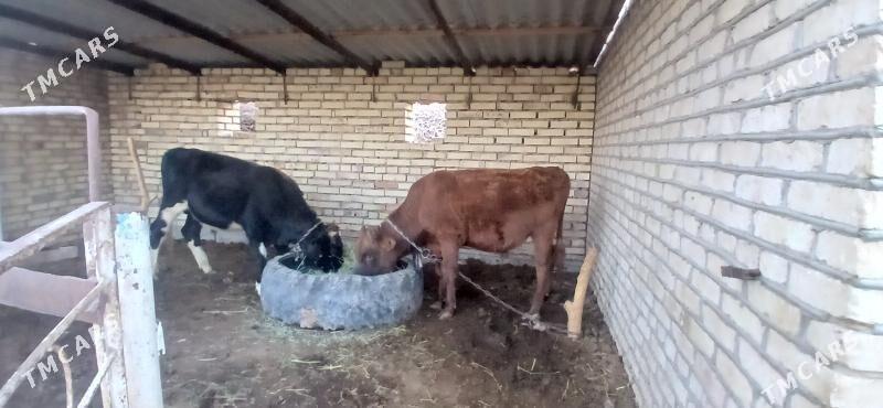 okiz - Wekilbazar - img 1