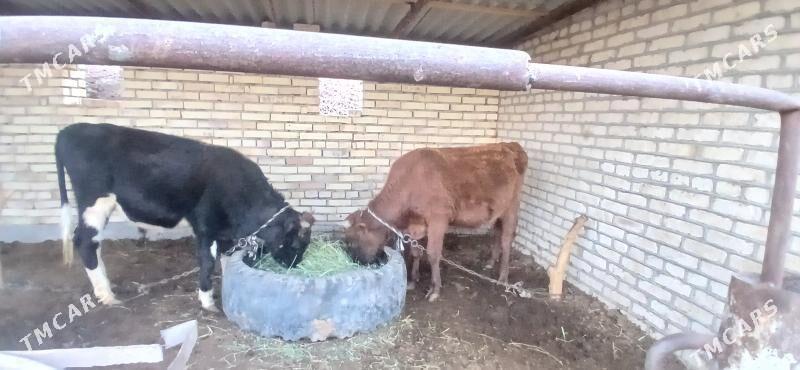 okiz - Wekilbazar - img 2