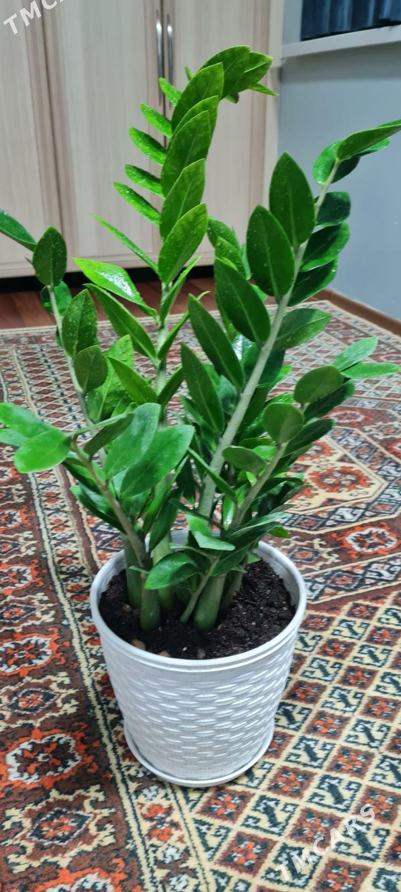 Замиокулькас - Aşgabat - img 2